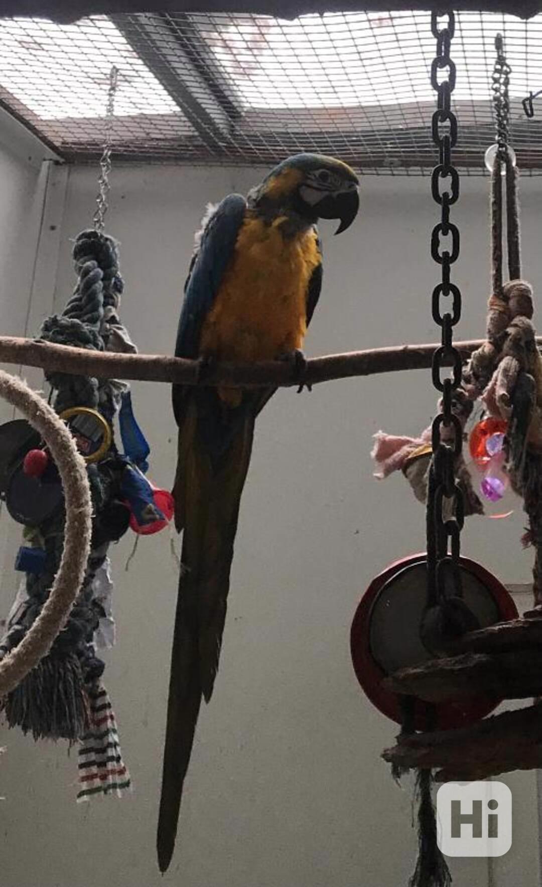 Modrý/zlatý papoušek, Velká královská klec, Příslušenství. - foto 1