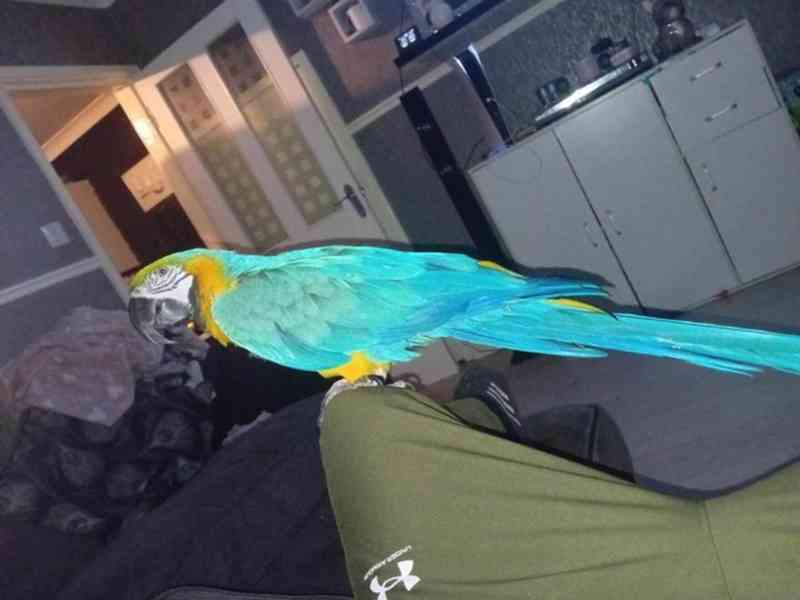 Modrý/zlatý papoušek, Velká královská klec, Příslušenství. - foto 2