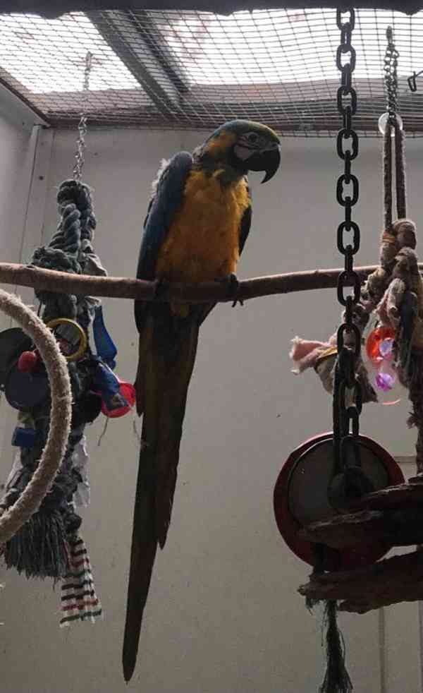 Modrý/zlatý papoušek, Velká královská klec, Příslušenství.