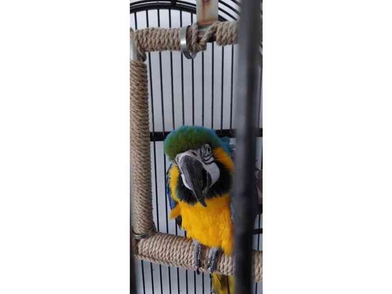 Modrý/zlatý papoušek, Velká královská klec, Příslušenství. - foto 4