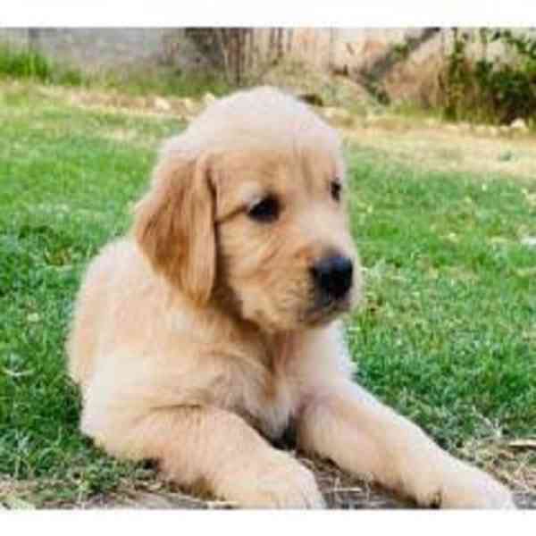 golden retreiver puppies - foto 1