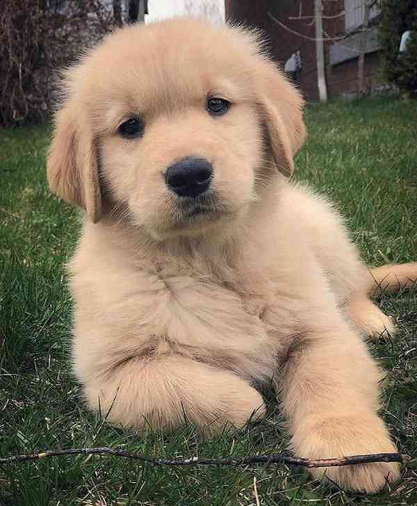 golden retreiver puppies - foto 4