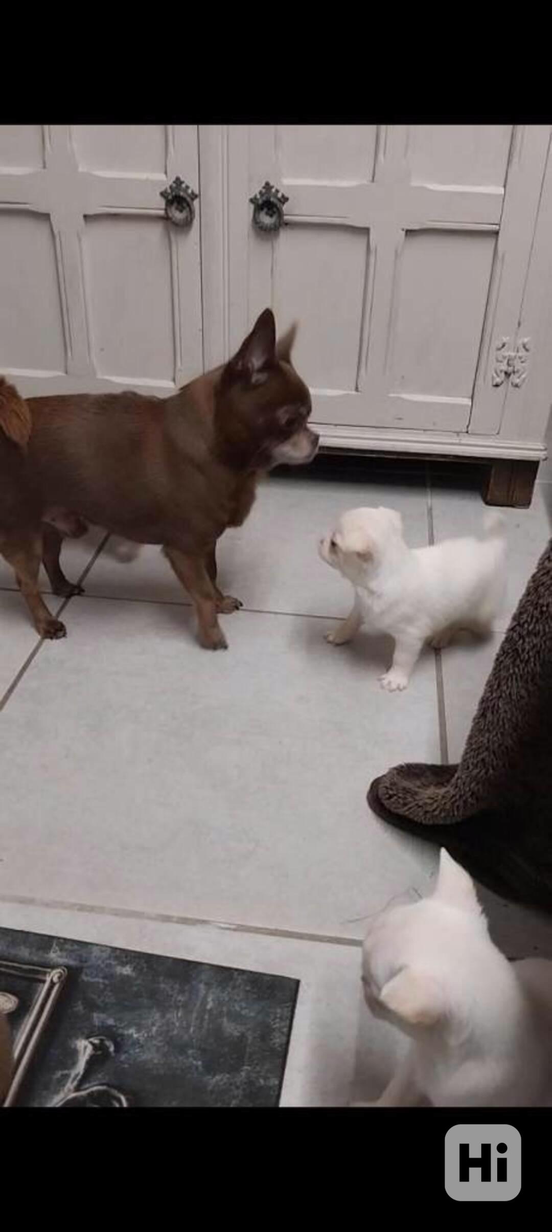 Mini čivava   - foto 1