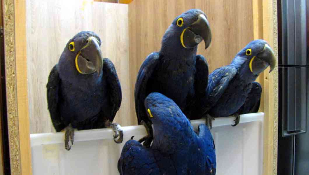 PAIR FEMALE HYACINTH MACAW