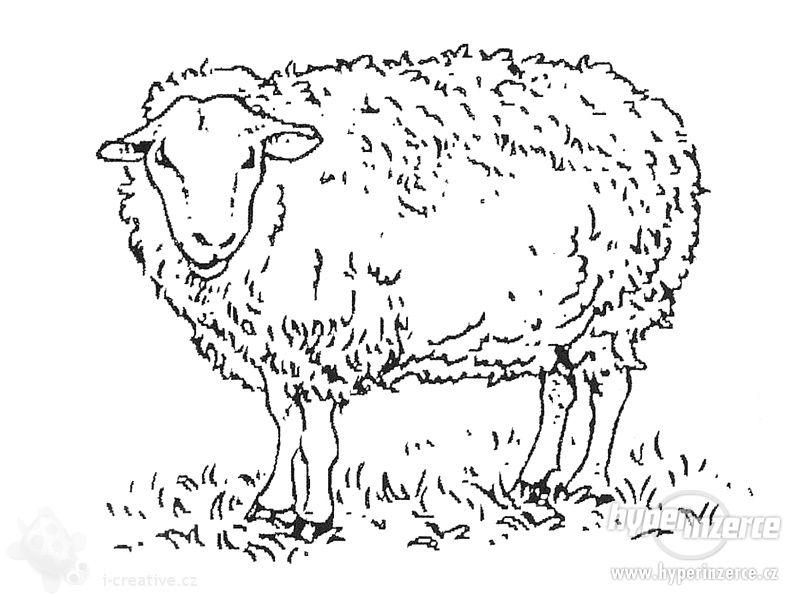 Stříhání ovcí - foto 1