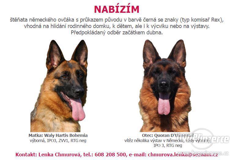 Štěňata německý ovčák typu komisař REX - foto 2