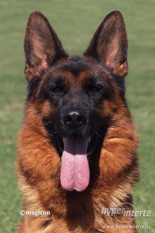 Štěňata německý ovčák typu komisař REX - foto 3