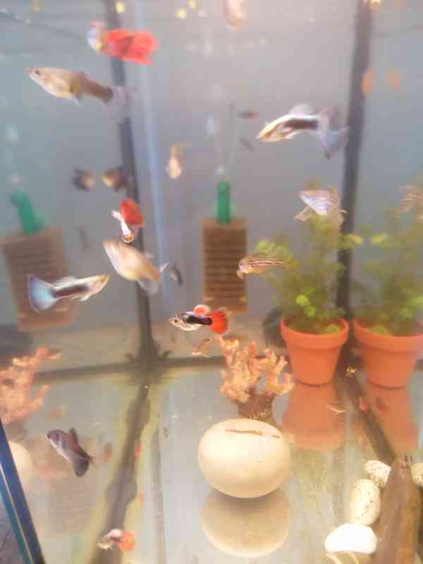 Nabízím paví očka  - foto 2