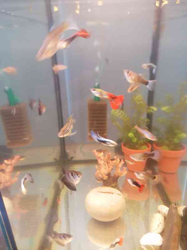 Nabízím paví očka  - foto 3