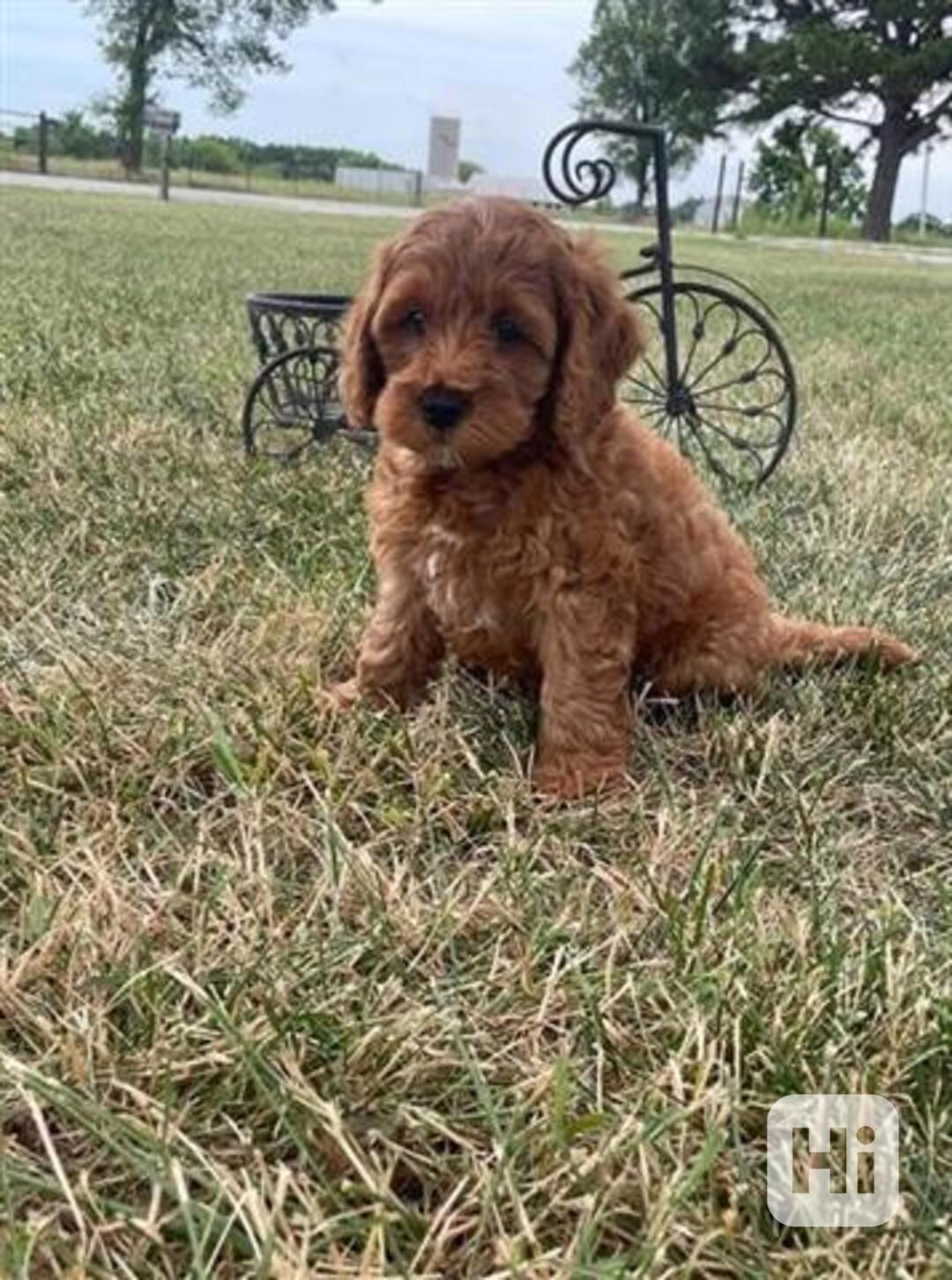 Cockapoo štěňata - foto 1