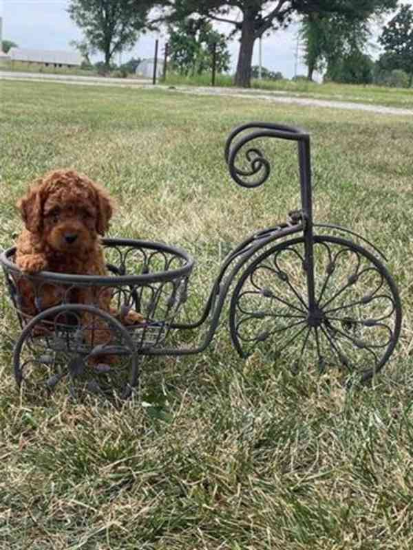 Cockapoo štěňata - foto 2