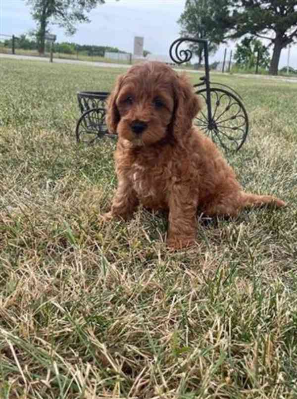 Cockapoo štěňata - foto 1