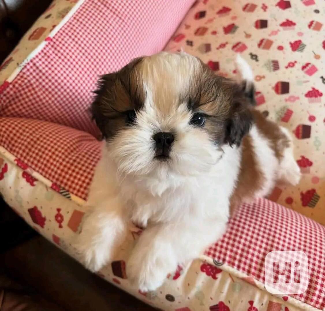 Krásní vynikající štěňata Shih Tzu - foto 1