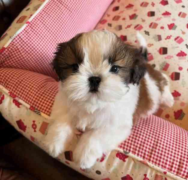 Krásní vynikající štěňata Shih Tzu - foto 1