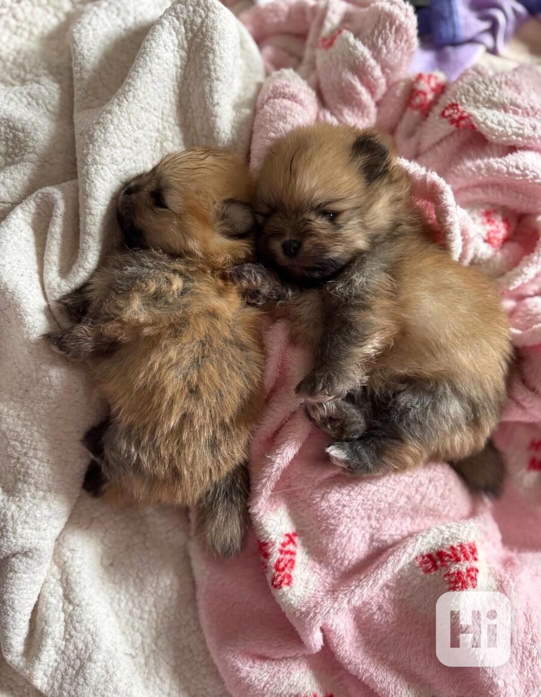 Německý špic- Pomeranian s PP - foto 1