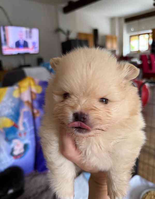 Německý špic- Pomeranian s PP - foto 2