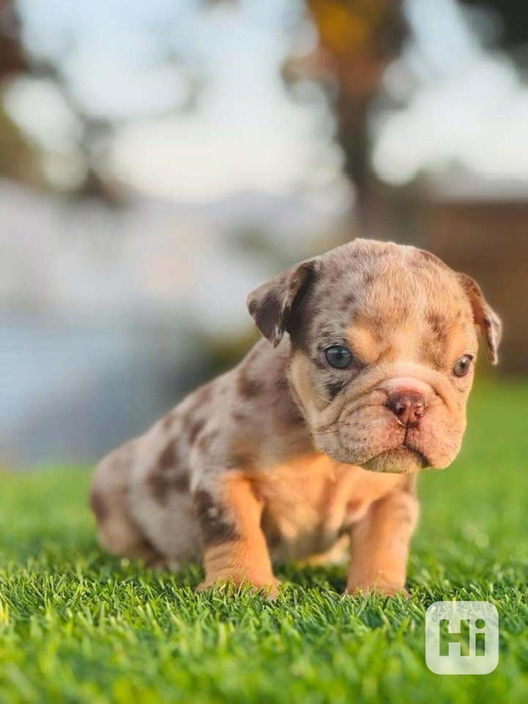OKOUZLUJÍCÍ ŠTĚŇATA ANGLICKÉHO BULLDOGŮ - foto 1