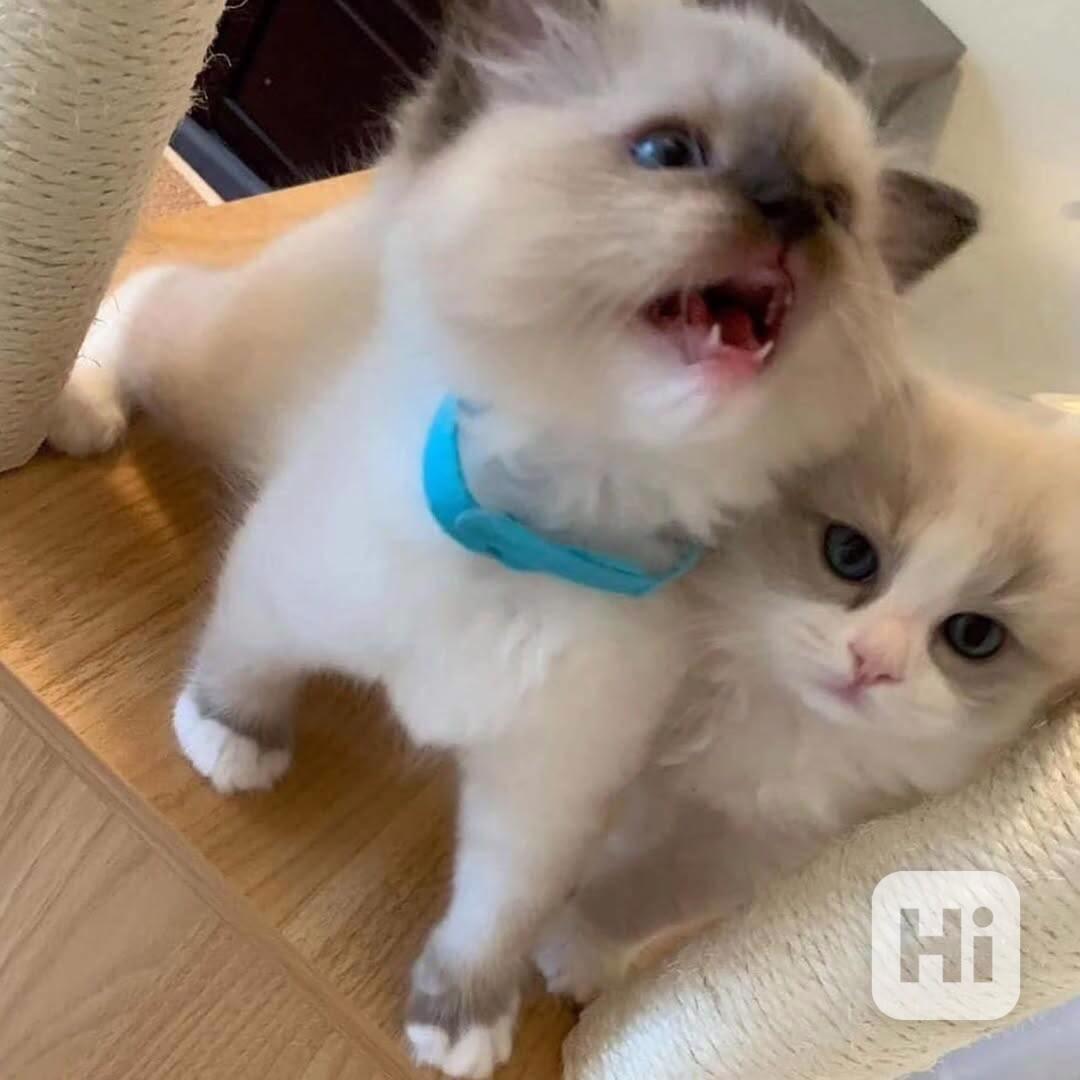 Koťata plemene Ragdoll k adopci - foto 1