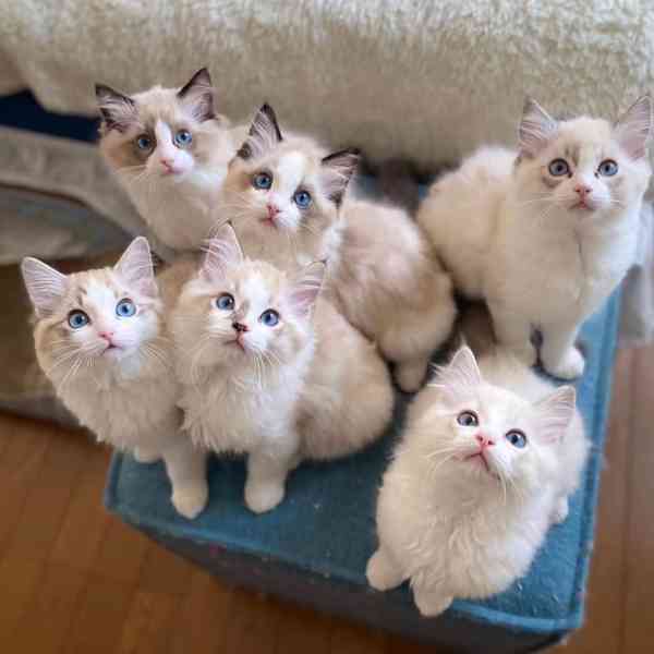 Koťata plemene Ragdoll k adopci - foto 2