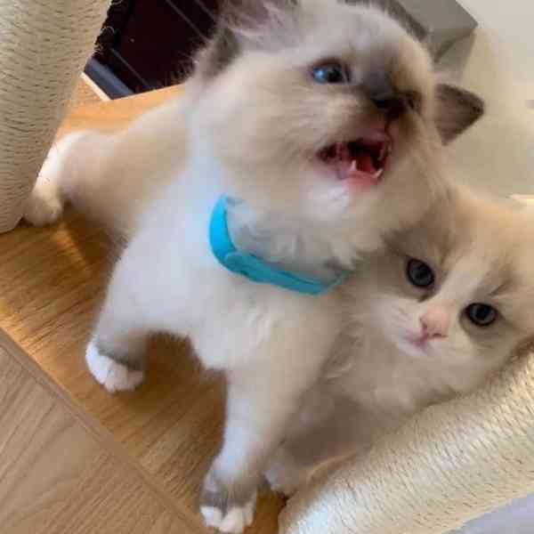 Koťata plemene Ragdoll k adopci