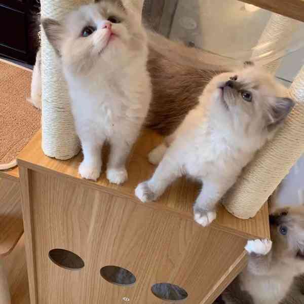 Koťata plemene Ragdoll k adopci - foto 3