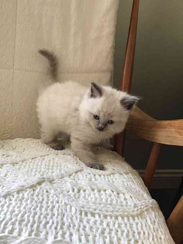 Zdarma ragdoll kotě k adopci hned teď - foto 1