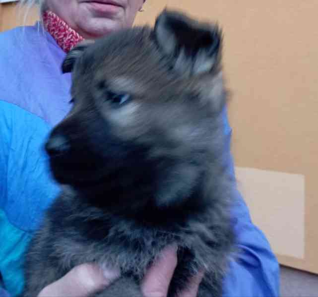 Německý ovčák štěnata s pp - foto 6