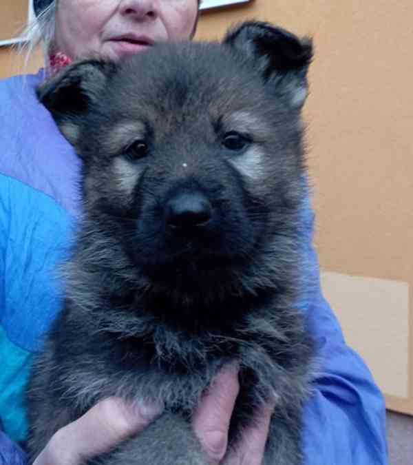 Německý ovčák štěnata s pp - foto 8