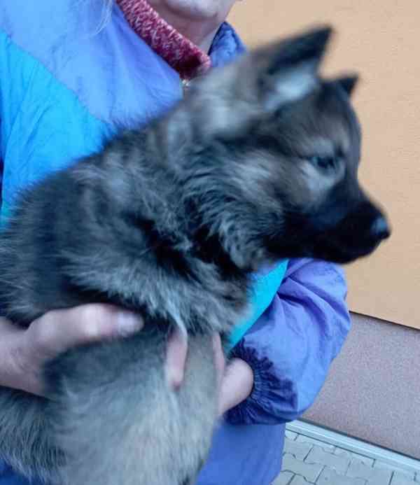 Německý ovčák štěnata s pp - foto 10