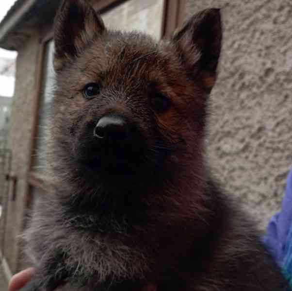 Německý ovčák štěnata s pp - foto 9