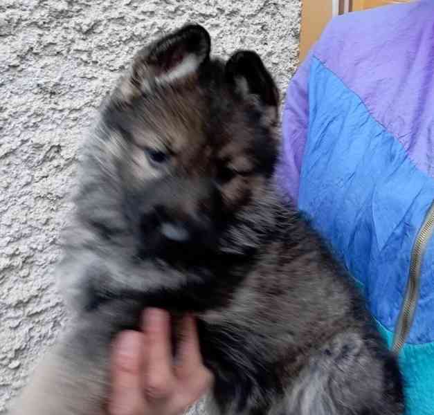 Německý ovčák štěnata s pp - foto 5