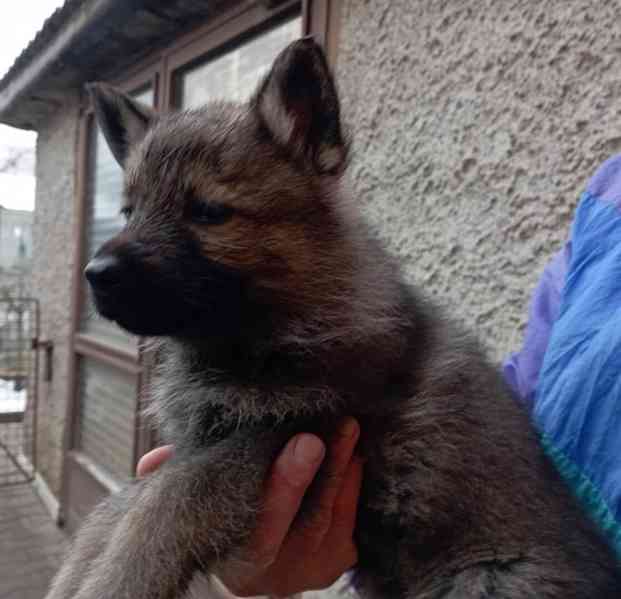 Německý ovčák štěnata s pp - foto 4