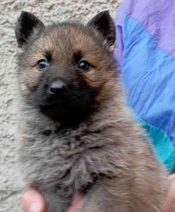 Německý ovčák štěnata s pp - foto 7