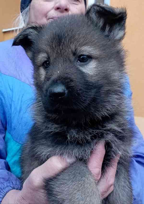 Německý ovčák štěnata s pp - foto 3