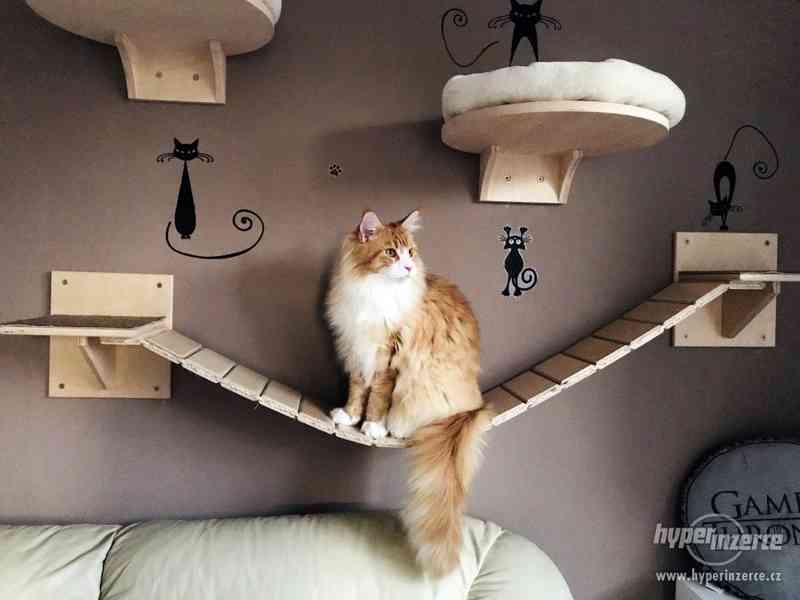 Designový kočičí nábytek na stěnu i pod strop - foto 1
