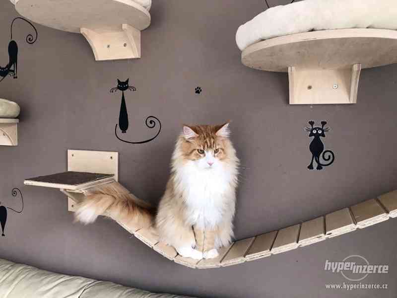 Designový kočičí nábytek na stěnu i pod strop - foto 5