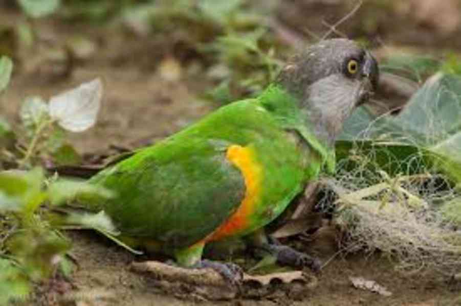 Sladcí a milí senegalští papoušci Všichni papoušci budou pro - foto 1