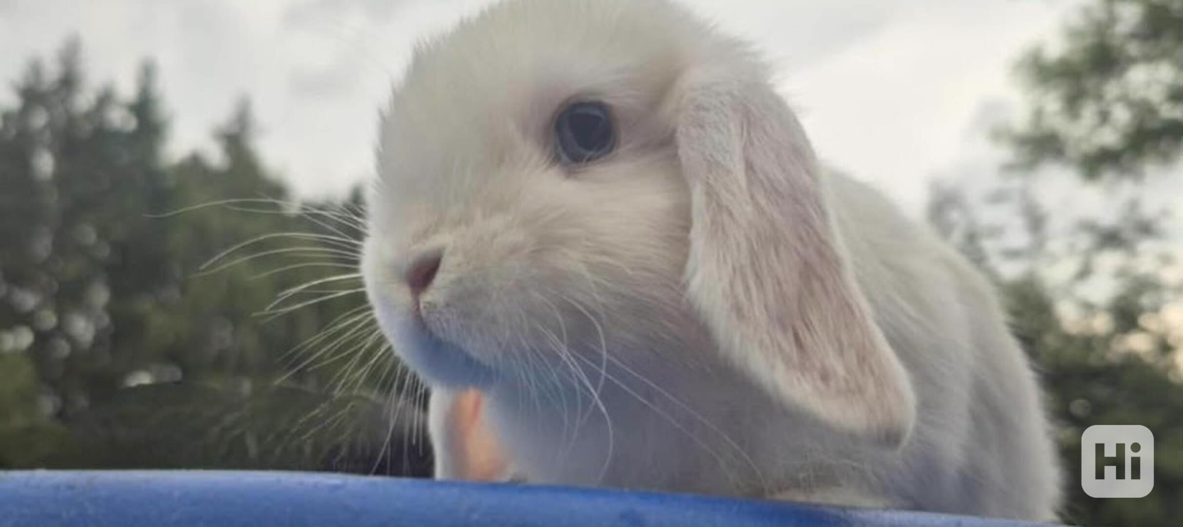 Zakrslý beránek - foto 1