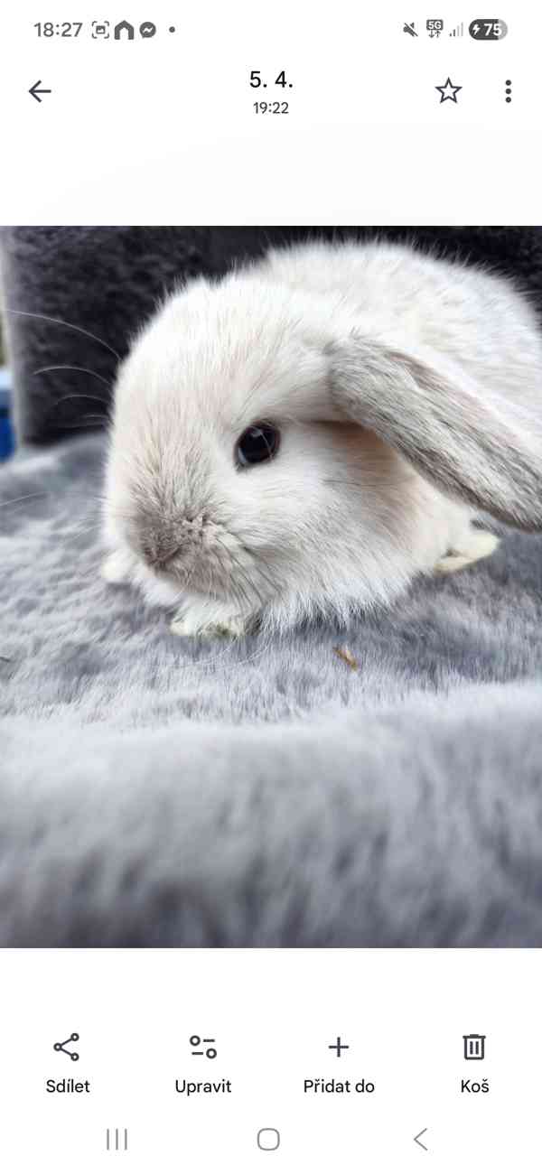 Zakrslý beránek - foto 4