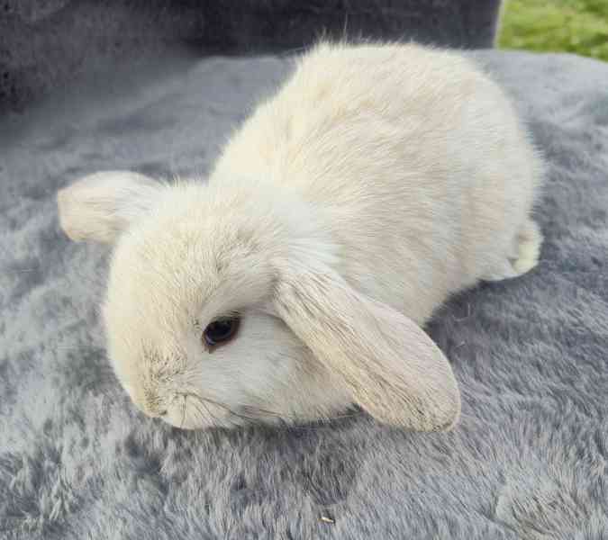 Zakrslý beránek - foto 8