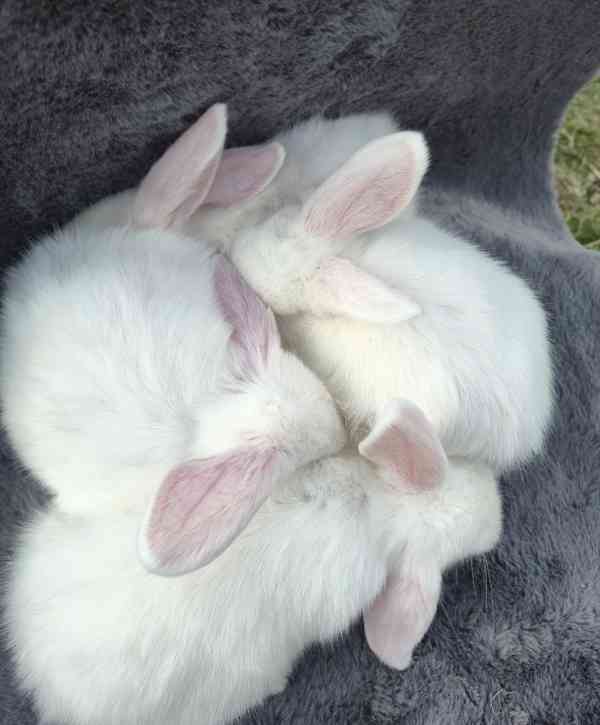 Zakrslý beránek - foto 5