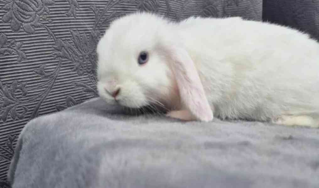 Zakrslý beránek - foto 9