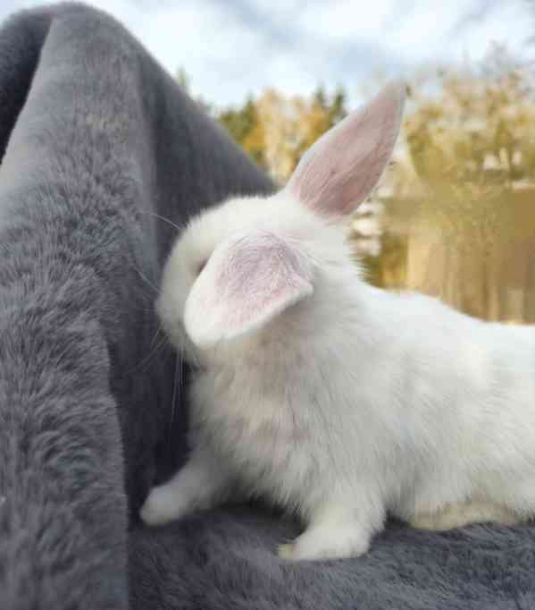 Zakrslý beránek - foto 3