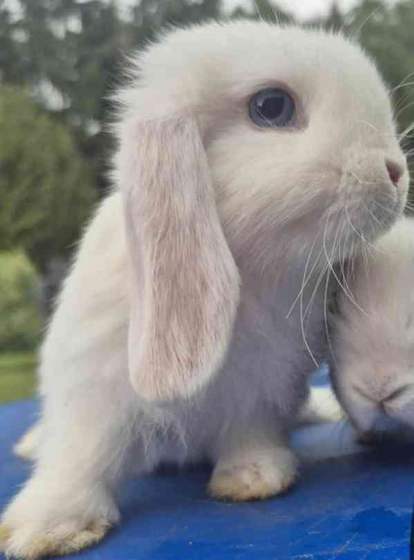 Zakrslý beránek - foto 7