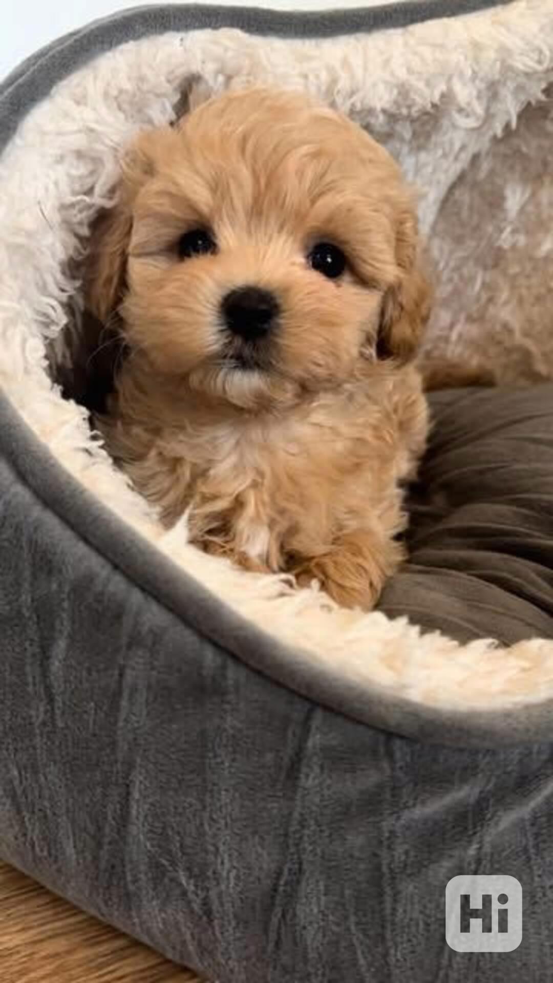 Nabízíme krásná štěňata Maltipoo F1 - foto 1