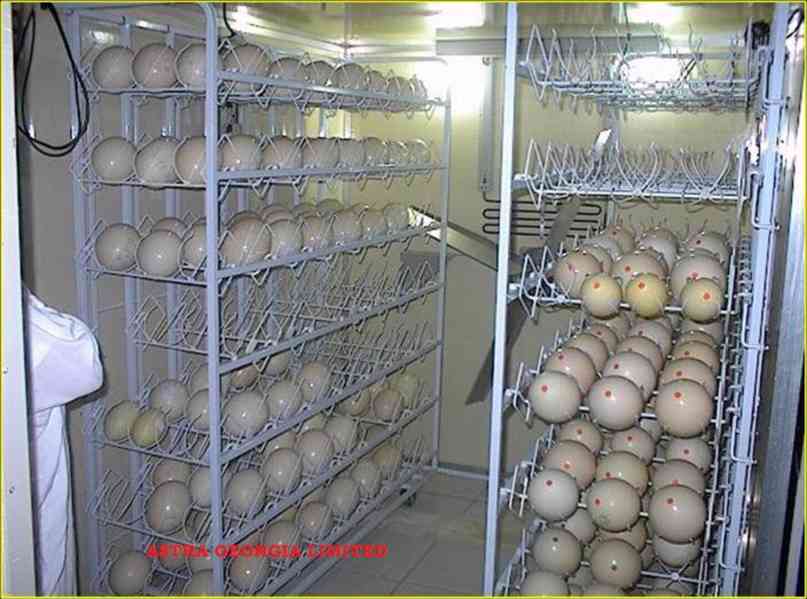 Pštrosí vejce určená k prodeji - foto 2