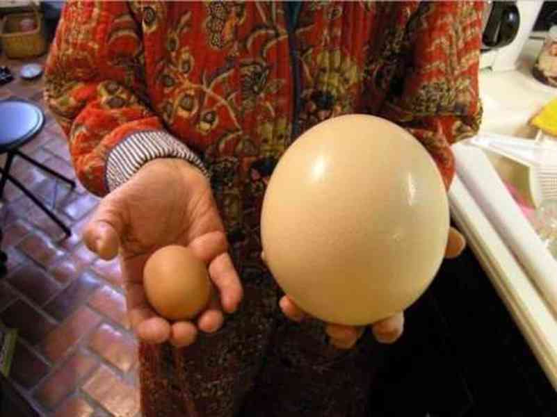 Pštrosí vejce určená k prodeji - foto 3