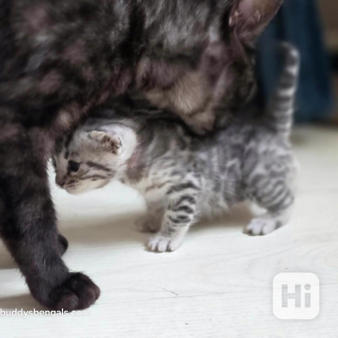 Rozkošná bengálská koťata plného plemene na prodej - foto 1