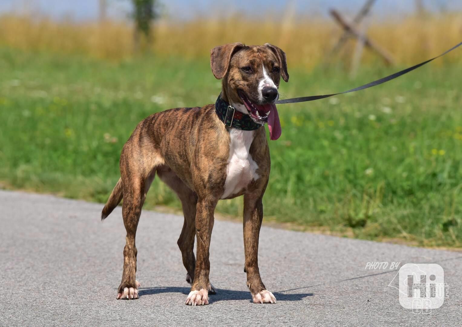 Darujeme nalezenou fenu křížence - foto 1