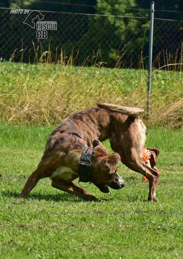 Darujeme nalezenou fenu křížence - foto 3